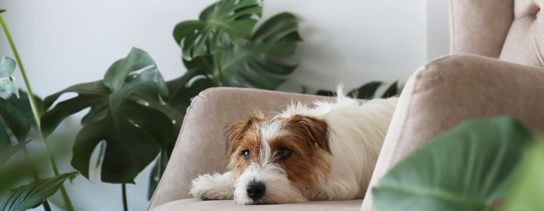 a dog lying on a couch
