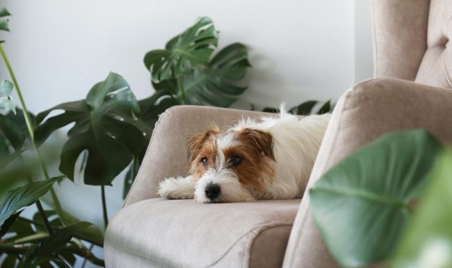a dog lying on a couch